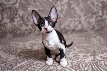 little Kitten breed Cornish Rex