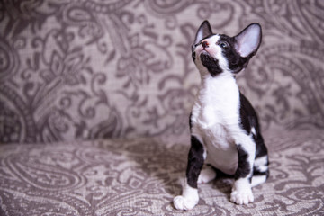 little Kitten breed Cornish Rex