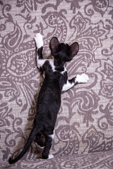 little Kitten breed Cornish Rex