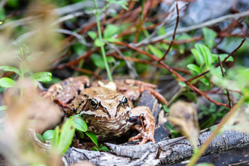 A cute brown frog (Rana temporaria) hiding in the vegetation on a blurred background. Close-up.