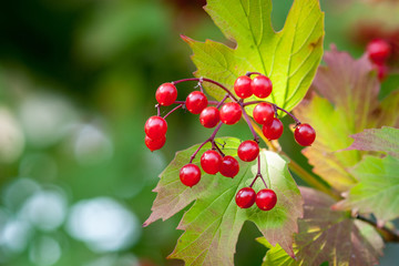 Ripe Viburnum berries on a branch (Viburnum opulus)