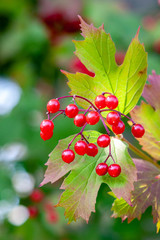 Fototapeta premium Ripe berries of viburnum on a branch (Viburnum opulus)