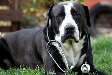 Hund als Tierarzt mit Stethoskop