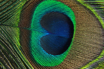 Obraz premium Close-up of vibrant feathers peacock