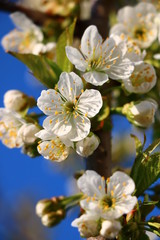 flowering branches of sweet cherry