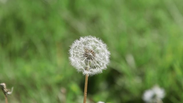 Single, white, mature dandelion flower with seed-head. Close-up. 10sec/24 fps. Slow motion. Version 1a short