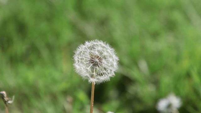 Single, white, mature dandelion flower with seed-head. Close-up. 10sec/24 fps. Slow motion. Version 1b short