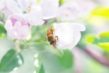 A Honey Bee On A Small Flower On A Meadow In A Park In Berlin Germany As Macro