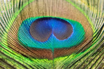 Close up of peacock feather (Indian peafowl). Background