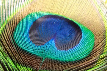 Close up of peacock feather (Indian peafowl). Background