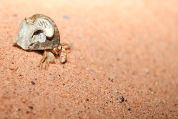 Australian hermit crab