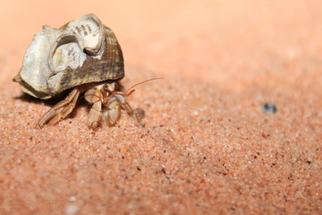 Australian hermit crab