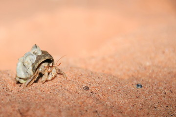 Australian hermit crab