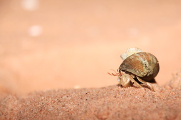 Australian hermit crab