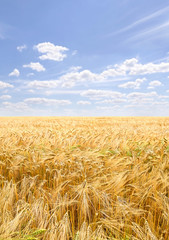 Field barley in period harvest on background cloudy sky