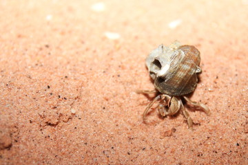 Australian hermit crab
