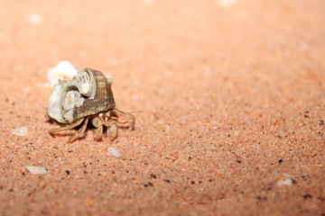 Australian hermit crab