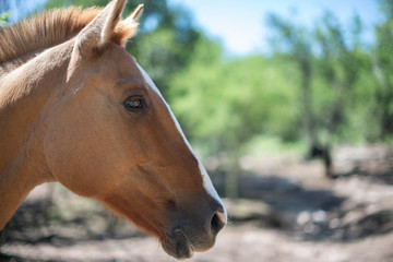 Fototapeta premium Caballo marrón café primer plano hermoso perfil