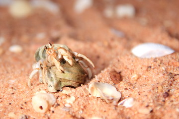 Australian hermit crab