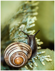 L'escargouille de bourgogne