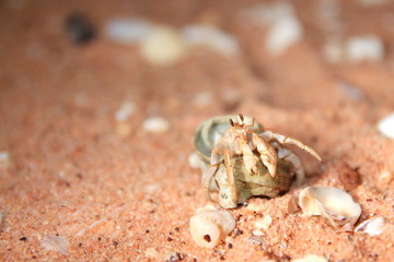 Australian hermit crab