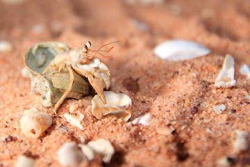 Australian hermit crab