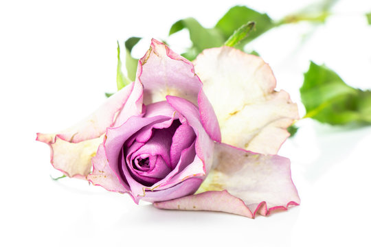 The femininity of the rose