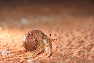 Australian hermit crab