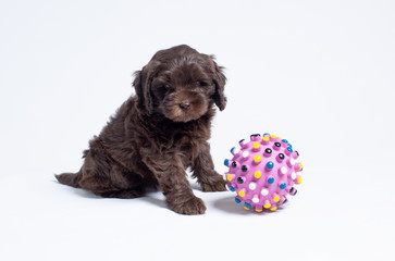 Australian Labradoodle Puppies Playing
