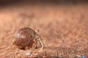 Australian hermit crab