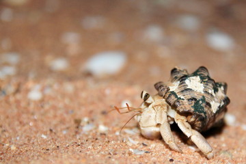 Australian hermit crab