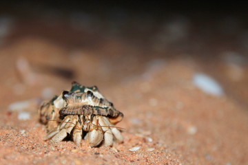 Australian hermit crab