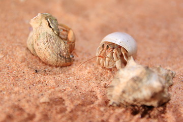 Australian hermit crab