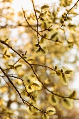 Flowering catkins on a tree.