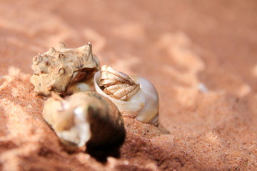 Australian hermit crab