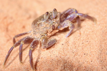 Australian marine animals