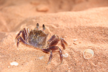 Australian marine animals