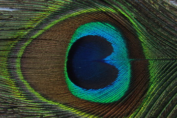 Fototapeta premium Vibrant and Colorful Peacock feather background.Pecock Feather