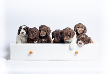 Australian Labradoodle Puppies Playing