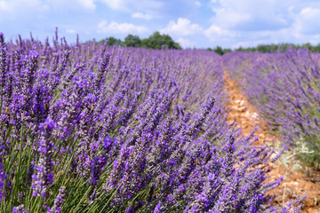 Naklejka na ściany i meble Beautiful colors purple lavender fields near Valensole, Provence in France