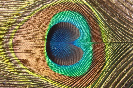 peacock feather, Background