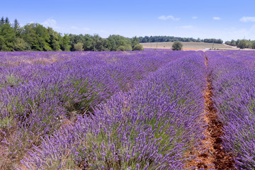 Beautiful colors purple lavender fields near Valensole, Provence in France