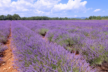 Beautiful colors purple lavender fields near Valensole, Provence in France