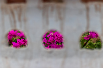 pink flower from wall holes