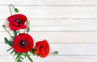 Flowers red poppy and buds ( Papaver rhoeas, corn poppy, corn rose, field poppy, red weed ) on white painted wooden planks with space for text with space for text. Top view, flat lay