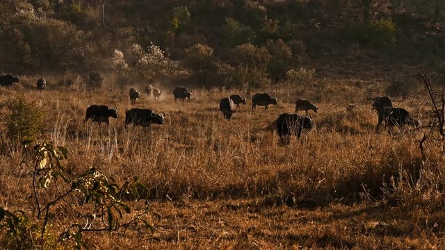 African buffalos in Masai Mara park, Kenya