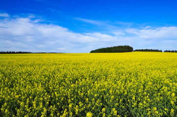 Fototapeta premium rape field on a sunny spring day