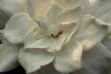 Soft white Gardenia jasminoides