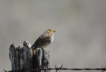 Savannah Sparrow on fence post