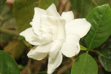 Beautiful white gardenia flower on shrub